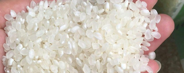 胚芽米和大米的區別 二者有什麼不一樣的地方