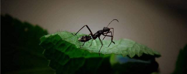 螞蟻的外形特征描寫 這是你見過的螞蟻的特征嗎