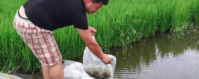 人工養泥鰍怎麼養殖 人工養泥鰍的方法