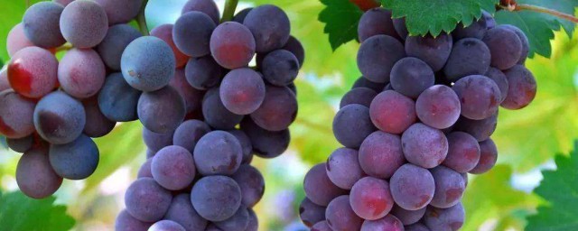 葡萄放冰箱能保存多久 葡萄怎麼保存