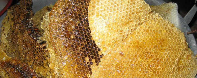 取野蜂蜜技巧 怎樣從野蜂窩裡取蜂蜜