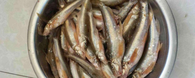 胡子魚繁殖技巧 胡子魚是什麼