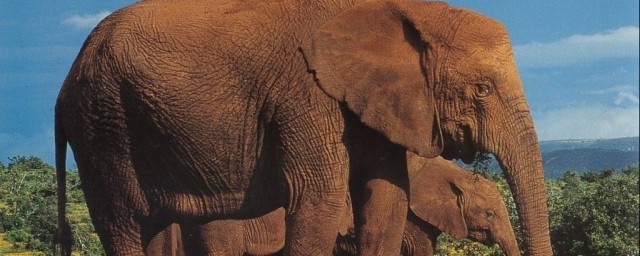 大象的寓意和象征 它也是個善解人意的動物