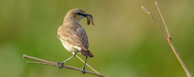 鳥類捕捉方法 捉鳥的方法有哪些