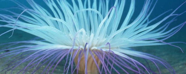 深海植物特點 它們可以用於什麼地方