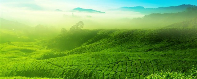 硝基肥適不適合種茶葉 硝基肥使用禁忌
