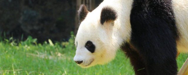 大熊貓的外貌特征 外貌有什麼特點