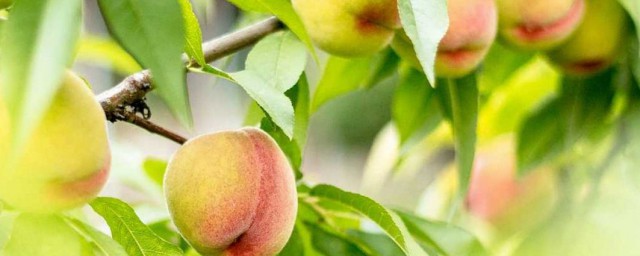 番桃樹生長特點 桃樹的生長特性是什麼