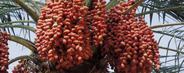 椰棗樹的繁殖方法 椰棗樹種子育苗繁殖的方法