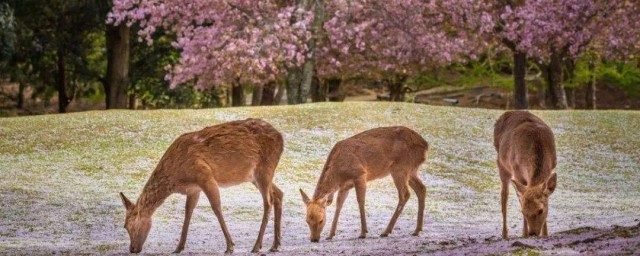 奈良的鹿是什麼品種 奈良鹿的由來