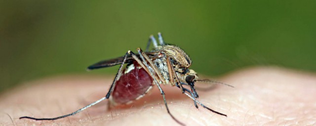 花蚊子為什麼咬人厲害 花蚊子學名是啥