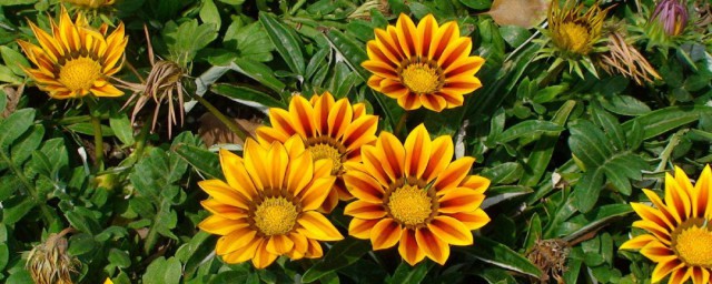 什麼樣的太陽花 什麼樣的太陽花組詞
