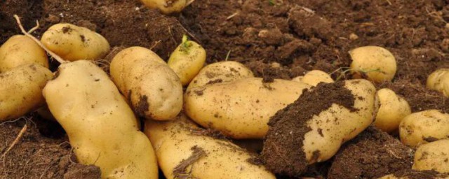 土豆的營養價值及功效 土豆的營養價值及功效有哪些