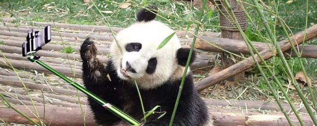 成年大熊貓的特點 大熊貓介紹