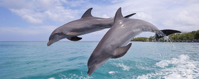 海豚特點有哪些 關於海豚的特點介紹