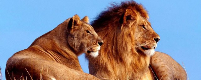 獅群的狩獵一般是由誰來完成的 獅子介紹