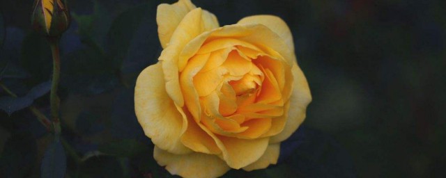 黃玫瑰花語的準確意思 黃玫瑰介紹