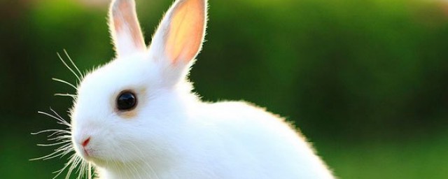兔子不吃窩邊草的意思 這句話的含義是什麼