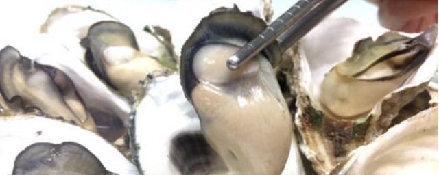 海蠣子怎麼保存 海蠣子的保存方法