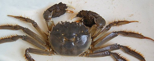 大閘蟹怎麼保存不會死 大閘蟹的保存方法