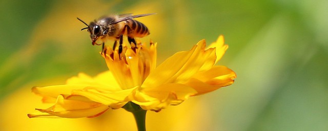 贊美蜜蜂勤勞的句子 形容蜜蜂勤勞的句子
