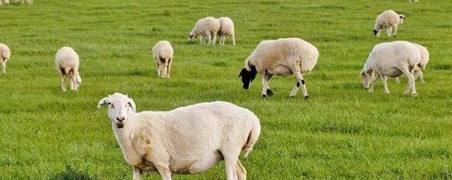 羊糞怎麼保麼保存 羊糞的再利用