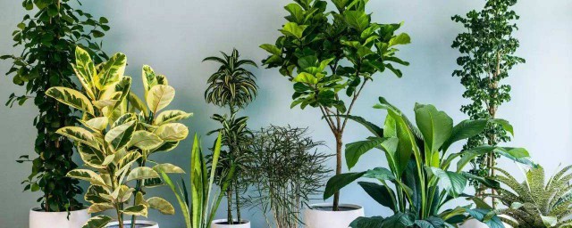傢裡必養的植物 最適合傢裡養的植物