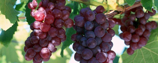 葡萄有哪些營養價值 葡萄營養價值介紹