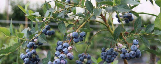 怎樣種植藍莓 種植藍莓方法詳解