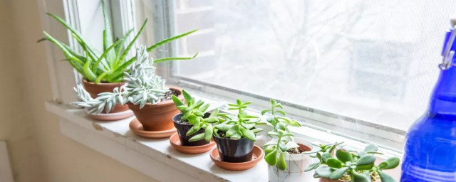 辦公室適合養的盆景 推薦4種適合在辦公室養的小盆栽