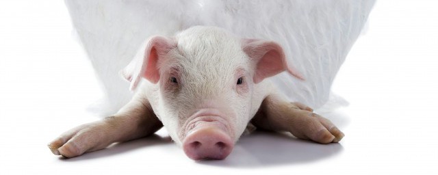 養豬的正確方法 放養豬飼養管理