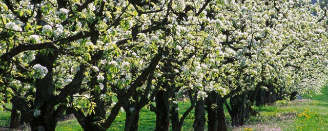 梨樹的修剪方法 梨樹的壽命是多少年
