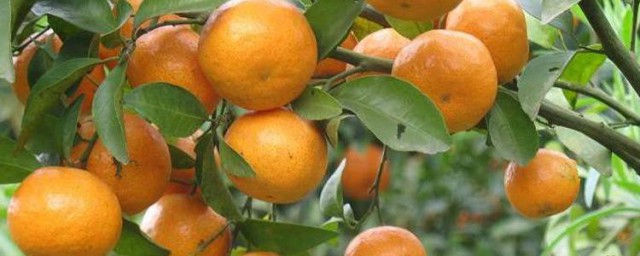 吃桔子的好方法 如何吃橘子