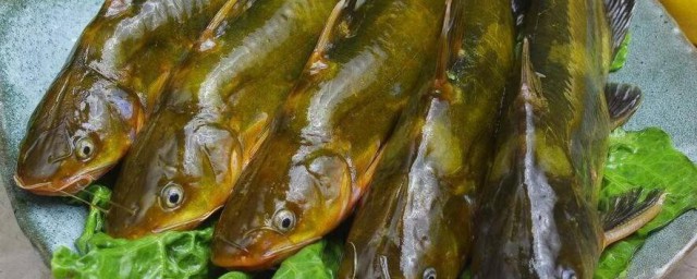 黃骨魚營養價值及功效 分別是什麼