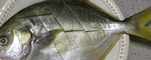 金鯧魚的功效作用和禁忌 金鯧魚的功效有哪些