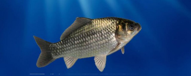 草魚膘有什麼功效 草魚膘的功效是什麼