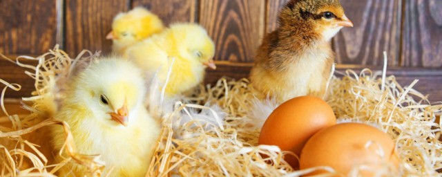 孵化小雞該怎麼辦 方法告訴你