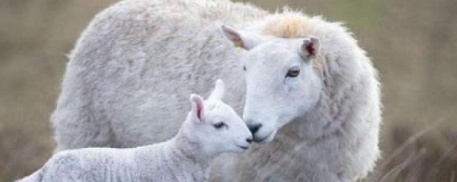 什麼東西給羊下奶最有效 給羊催奶方法