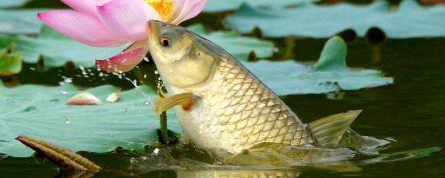 草魚吃什麼食物 草魚簡介