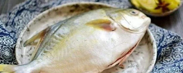 不宜吃白鯧魚的人群 白鯧魚不適合哪些人吃