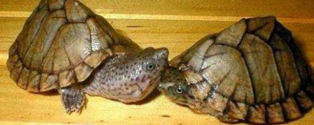 冬天怎麼養烏龜 冬天養烏龜方法
