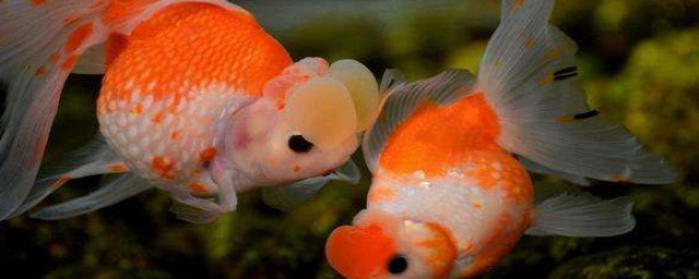 怎麼養金魚不缺氧 怎麼養金魚不會缺氧