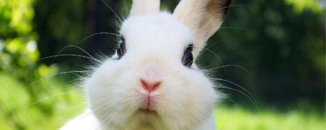 怎麼養兔子繁殖最快 怎樣才能更加高產?