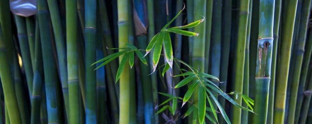 竹子是生長速度最快的植物為什麼 竹子是生長速度最快的植物解析