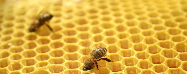 吃蜂膠的好處與禁忌 吃蜂膠對人體的好處