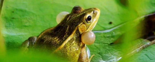 青蛙怎麼叫 青蛙是怎麼發聲的
