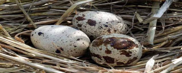 鵪鶉蛋是什麼動物的蛋 鵪鶉蛋是那種動物產下的
