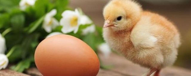 孵小雞要怎麼選雞蛋 孵小雞要什麼雞蛋