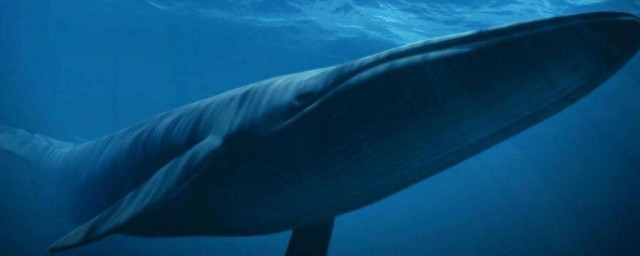 世界上最大的哺乳動物是什麼 世界上最大的哺乳動物是藍鯨嗎