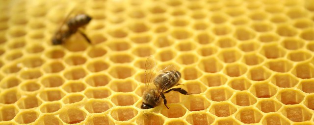 吃蜂膠的禁忌 吃蜂膠的禁忌有哪些